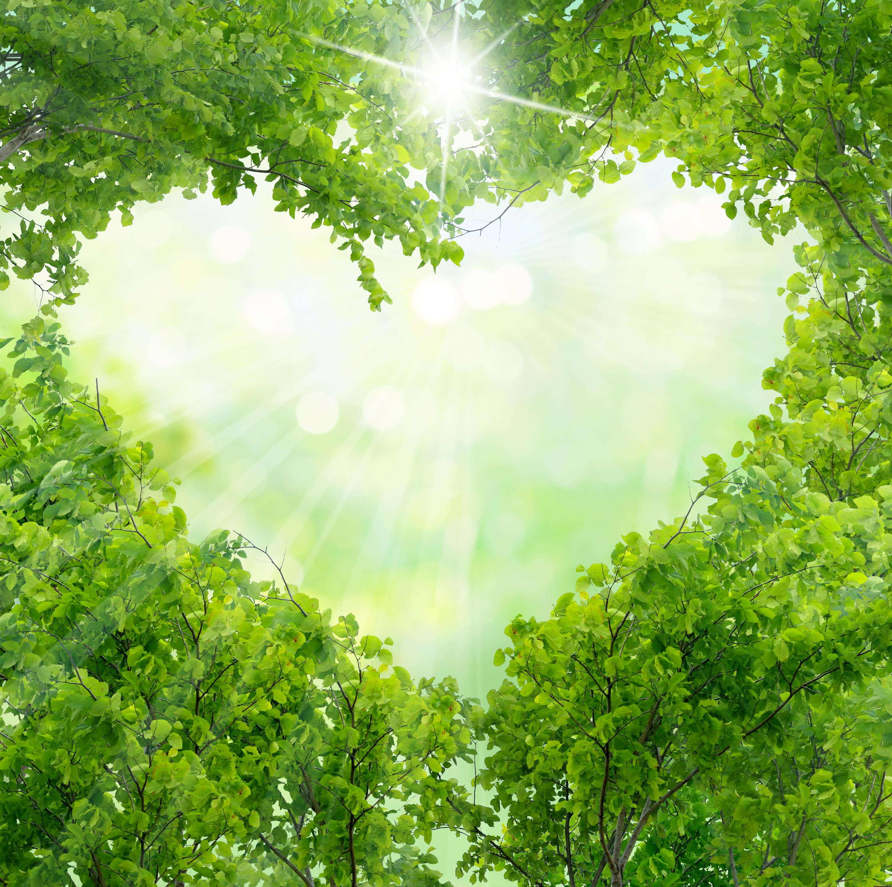 Green leaves background